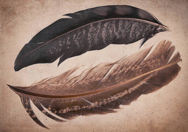 istock Old vintage paper texture background with feathers 623707648
