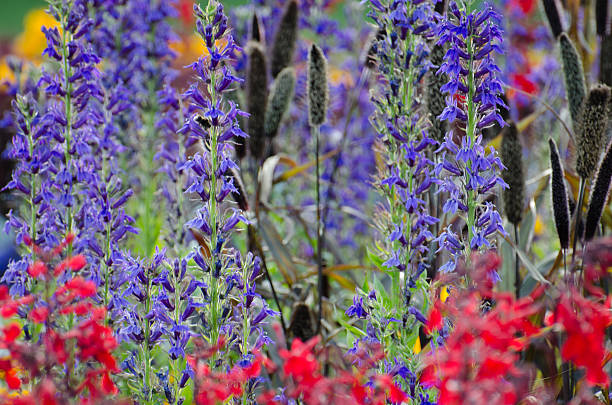 istock Vivid colours of nature 623708320