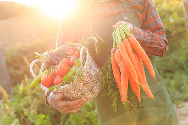 istock Mature farmer carrying basket with vegetables 623709588