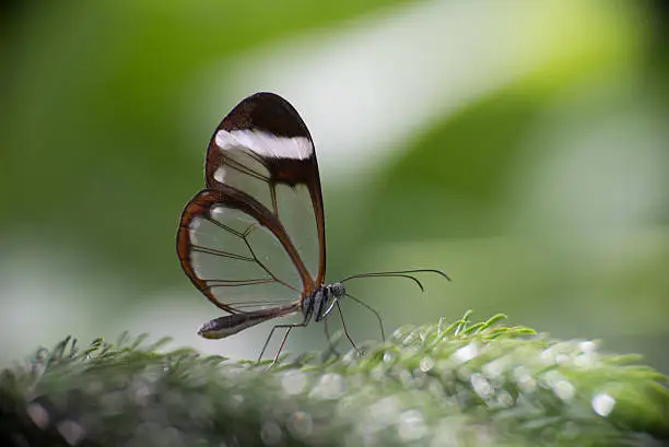 Glass-winged butterfly on flowers