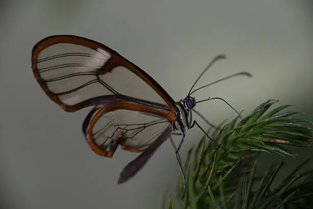 Glass-winged butterfly on flowers