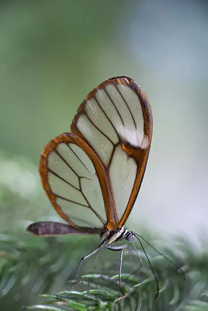 Glass-winged butterfly on flowers