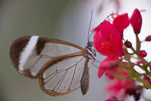 Glass-winged butterfly on flowers