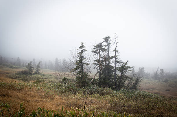istock Forest in Midagahara, Japan - Stock image 623711562