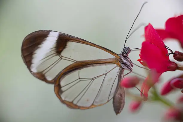 Glass-winged butterfly on flowers