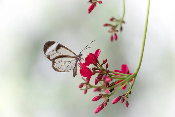 Glass-winged butterfly on flowers