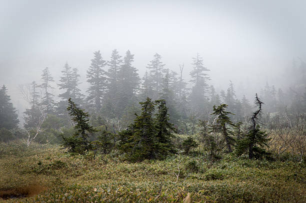 istock Forest in Midagahara, Japan - Stock image 623712004