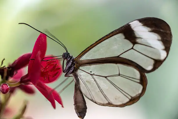 Glass-winged butterfly on flowers