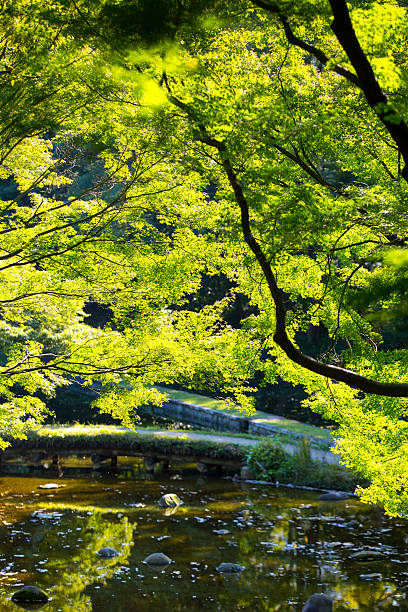 istock Green maple in JapanGreen maple in Japan 623712448