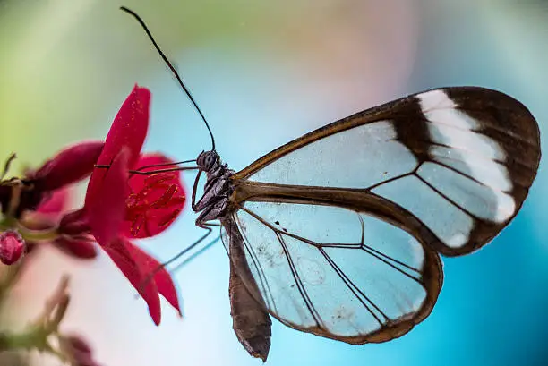 Glass-winged butterfly on flowers