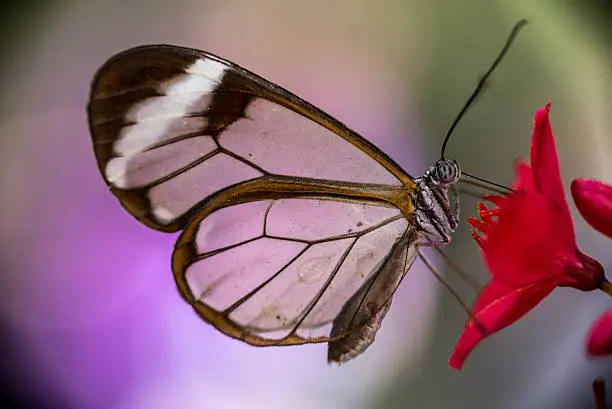 Glass-winged butterfly on flowers