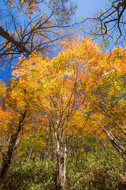 istock Autumn maple leaves in JapanGreen maple in Japan 623713026
