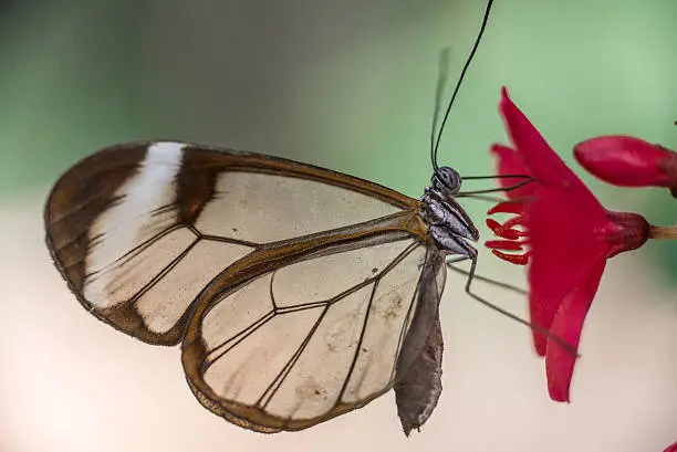 Glass-winged butterfly on flowers