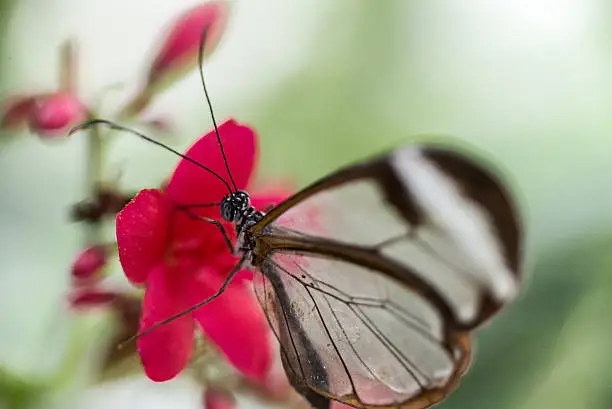 Glass-winged butterfly on flowers