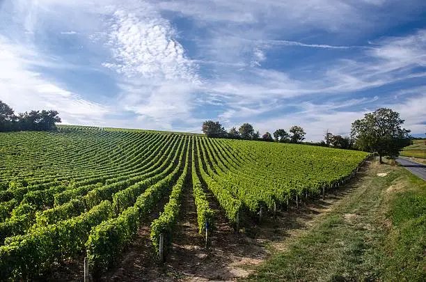 A view of vine rows growing on the slope of a hill in the Loire Valley region. Leaves are illuminated by the light of an autumnal sun, at the end of the afternoon