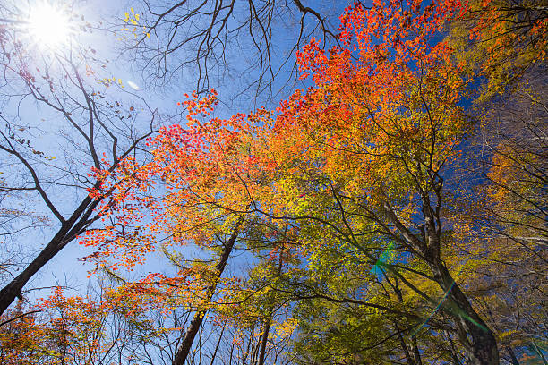 istock Autumn maple leaves in JapanGreen maple in Japan 623713458