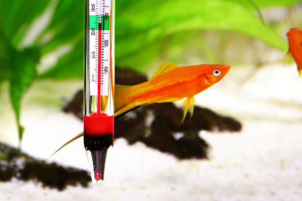 열대어 수족관의 수족관 온도계 온도 - tetra fish 뉴스 사진 이미지