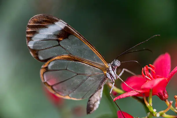 Glass-winged butterfly on flowers