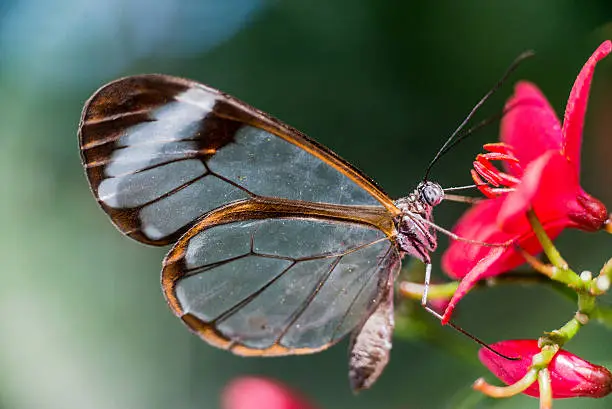 Glass-winged butterfly on flowers