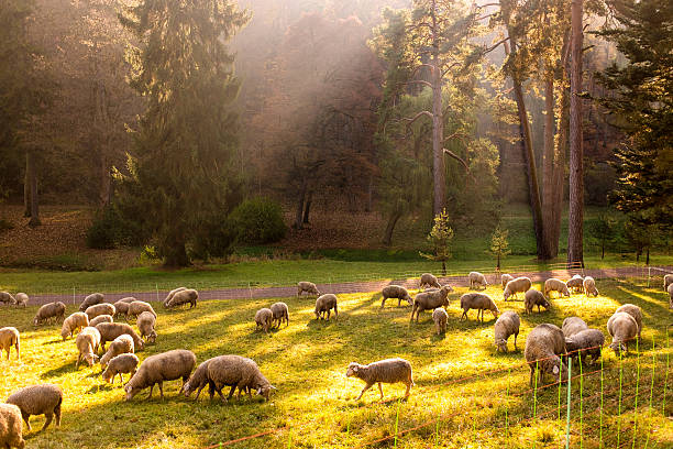 Sheep from a flock of sheep are standing in a pasture eating grass.