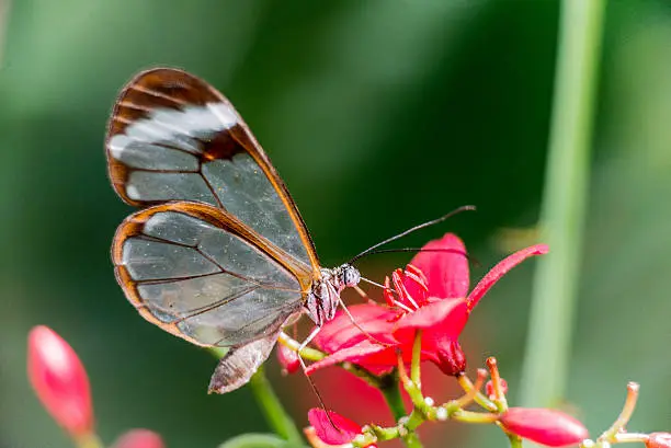 Glass-winged butterfly on flowers