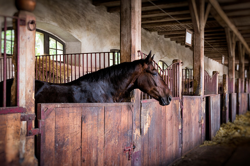 Horse in the box stable
