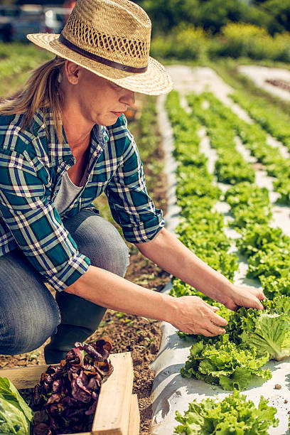 istock Female farmer harvesting lettuce 623716128