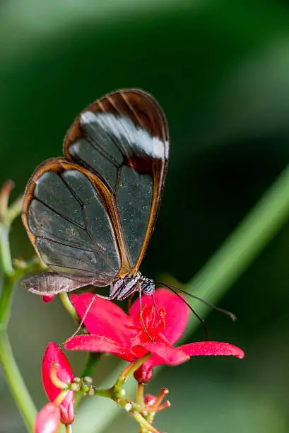 Glass-winged butterfly on flowers