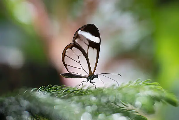 Glass-winged butterfly on flowers