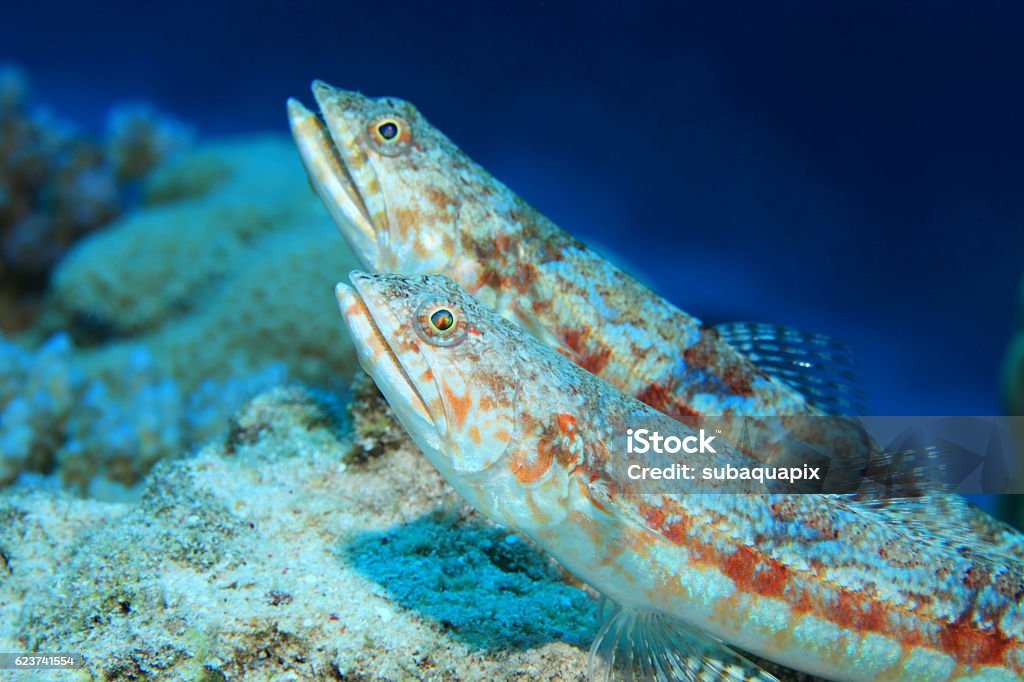 Variegated lizardfish Variegated lizardfish (Synodus variegatus) on sandy bottom of the red sea Lizardfish Stock Photo