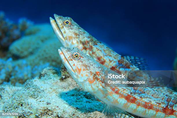 Variegated Lizardfish Stock Photo - Download Image Now - Lizardfish, Animal, Aquatic Organism