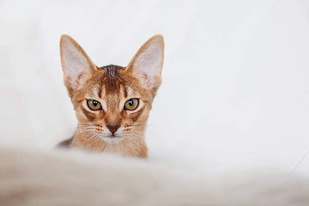 istock Abyssinian kitten. Close-up portrait 623741752