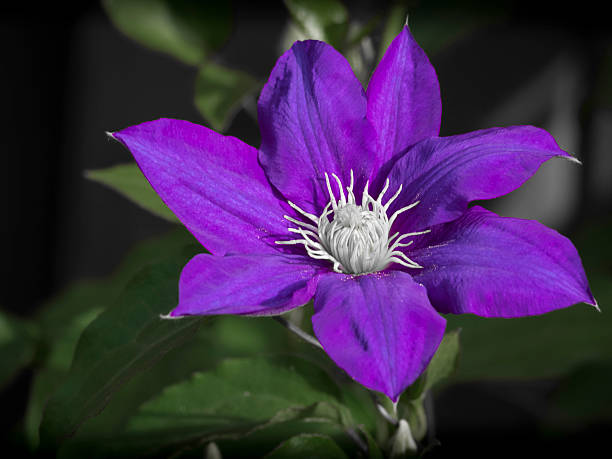 istock Beautiful clematis flower in bloom 623742958