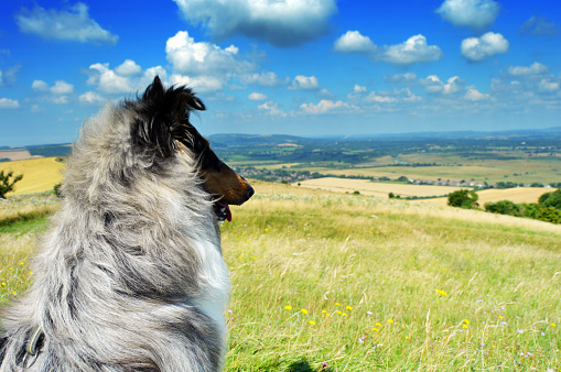 Dog looking out at view from South Downs Way, UK