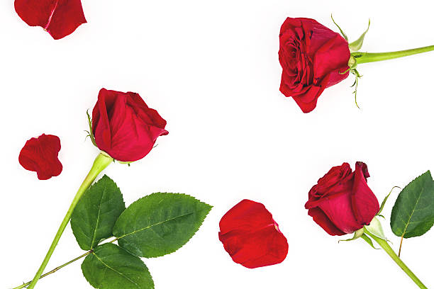 istock Red roses and petals 623744226
