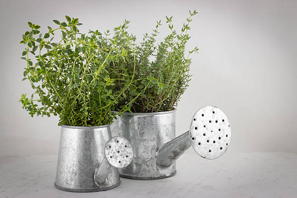 istock Freshly harvested bunch of thyme 623744418