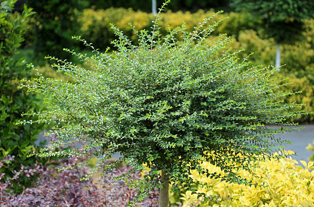 istock Young plant in the   nature background 623744554