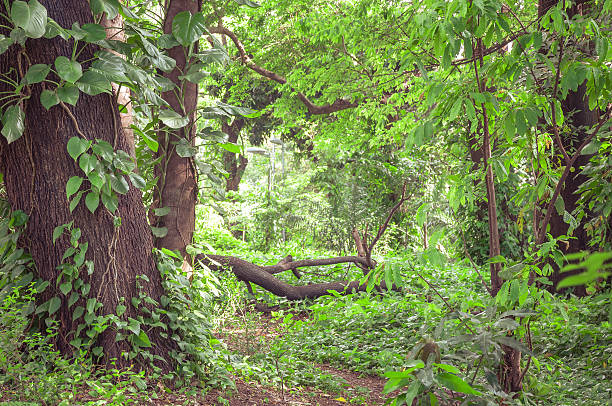 istock Forest filled with trees and green vegetation all around. 623744996