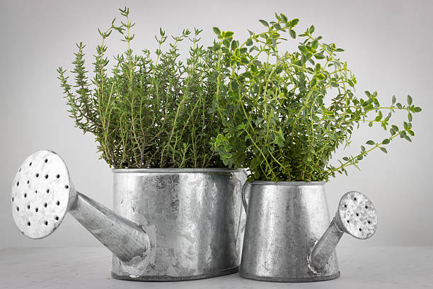 istock Freshly harvested bunch of thyme 623745256