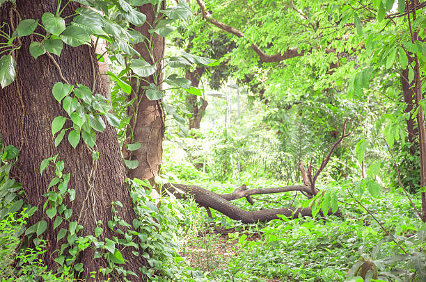 istock Forest filled with trees and green vegetation all around. 623745404