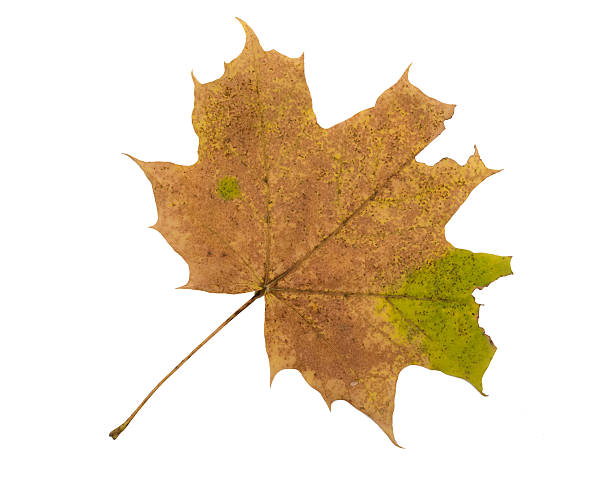 istock Autumn Color Maple Leaf. Isolated on White Background. 623747048