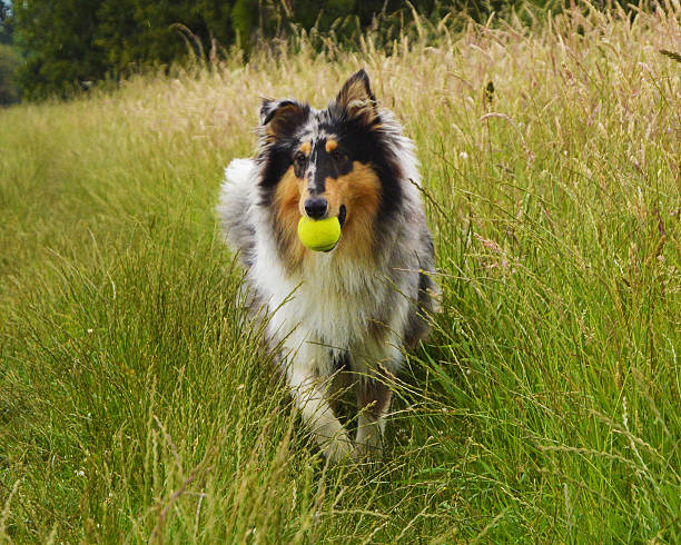 istock Dog holding tennis ball 623747222