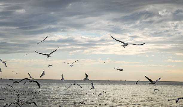 istock Seagull bird at Bang pu 623747408