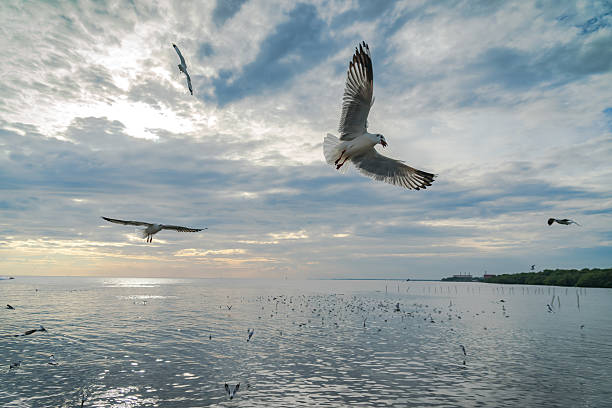 istock Seagull bird at Bang pu 623748116