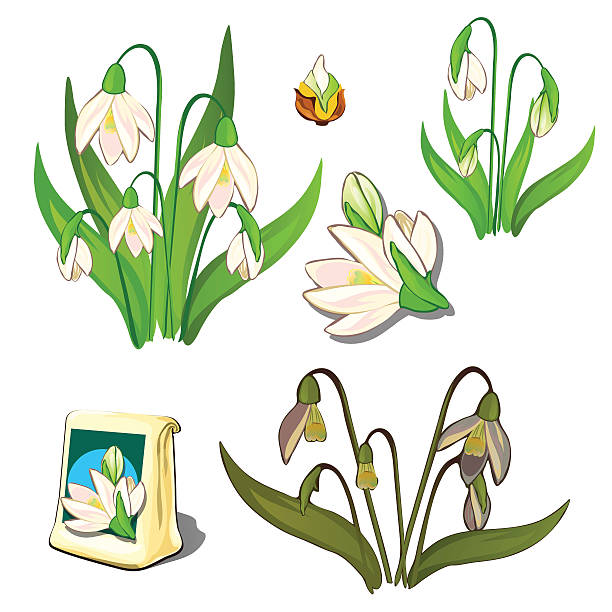  Ilustración de Semillas Etapas De Crecimiento Y Flores Blancas Marchitas y más Vectores Libres de Derechos de Marchita