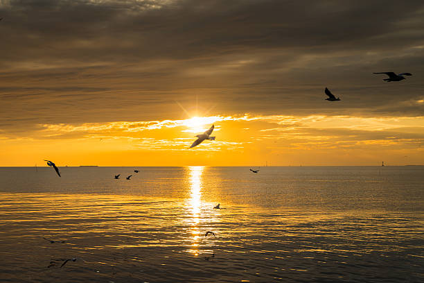 istock Seagull bird at Bang pu 623749398