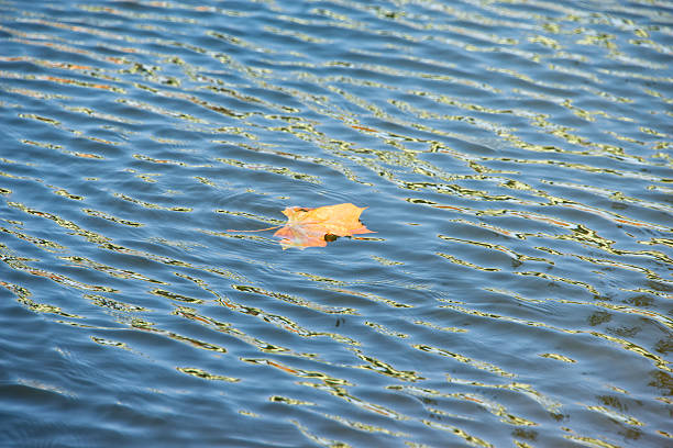 Leaf on the water stock photo
