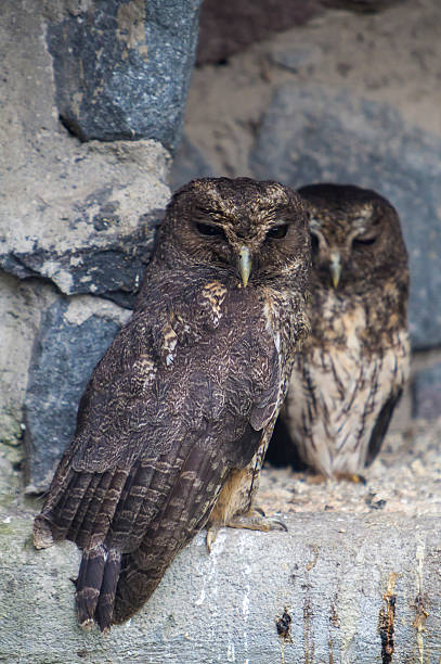 istock Owls on a stone wall at Otavalo Condor Park, Ecuador 623755026
