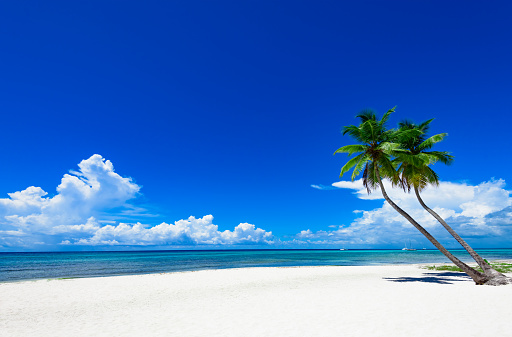 Paradise nature, sea on a tropical beach with green tree palm