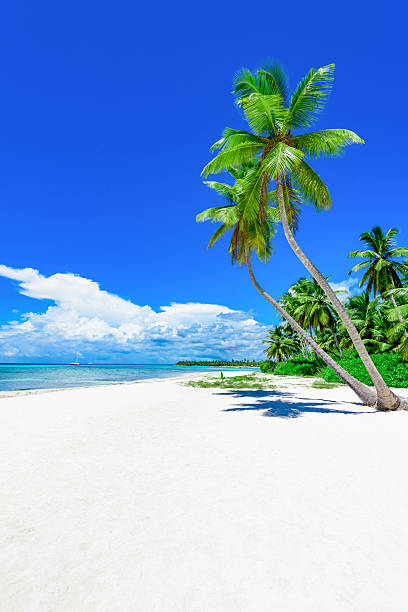 paradise tropical beach palm Paradise nature, sea on a tropical beach with green tree palm big island hawaii islands photos stock pictures, royalty-free photos & images